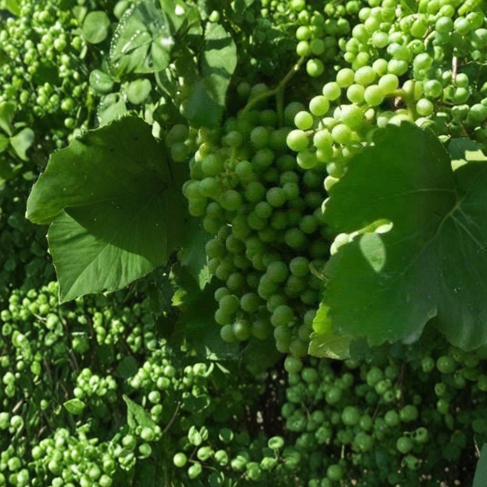 Muscat White Wine Grape Vine - Vitis vinifera Live Plant | 3 Gallon | Sweet Golden Grapes