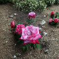 Paradise Hybrid Tea Rose Live Plant | 1 Gallon Lavender Pink & Magenta Fragrant Rose Bush