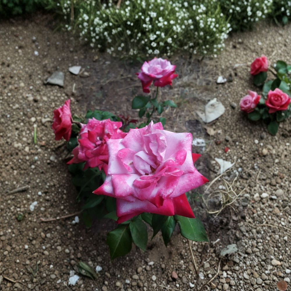 Paradise Hybrid Tea Rose Live Plant | 1 Gallon Lavender Pink & Magenta Fragrant Rose Bush