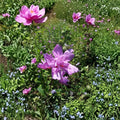 Double Flower Purple Althea Rose of Sharon – Hibiscus syriacus Live 3 Gallon Plant