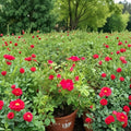 Red Drift Rose Live Bush Plant 5 Gallon | Rooted Groundcover Rose for Garden & Landscape