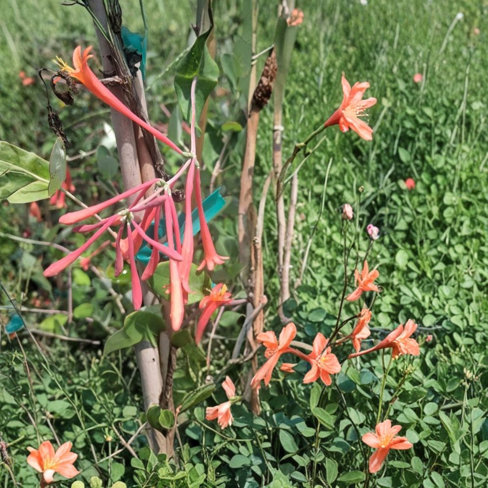 Coral Honeysuckle Lonicera sempervirens Live Vine Plant 2 Gallon Coral Red Flowers Hummingbird Friendly