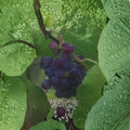 Saturn Blue Seedless Grape Vine Live Plant | 3 Gallon | Large Blue Grapes | Vitis vinifera