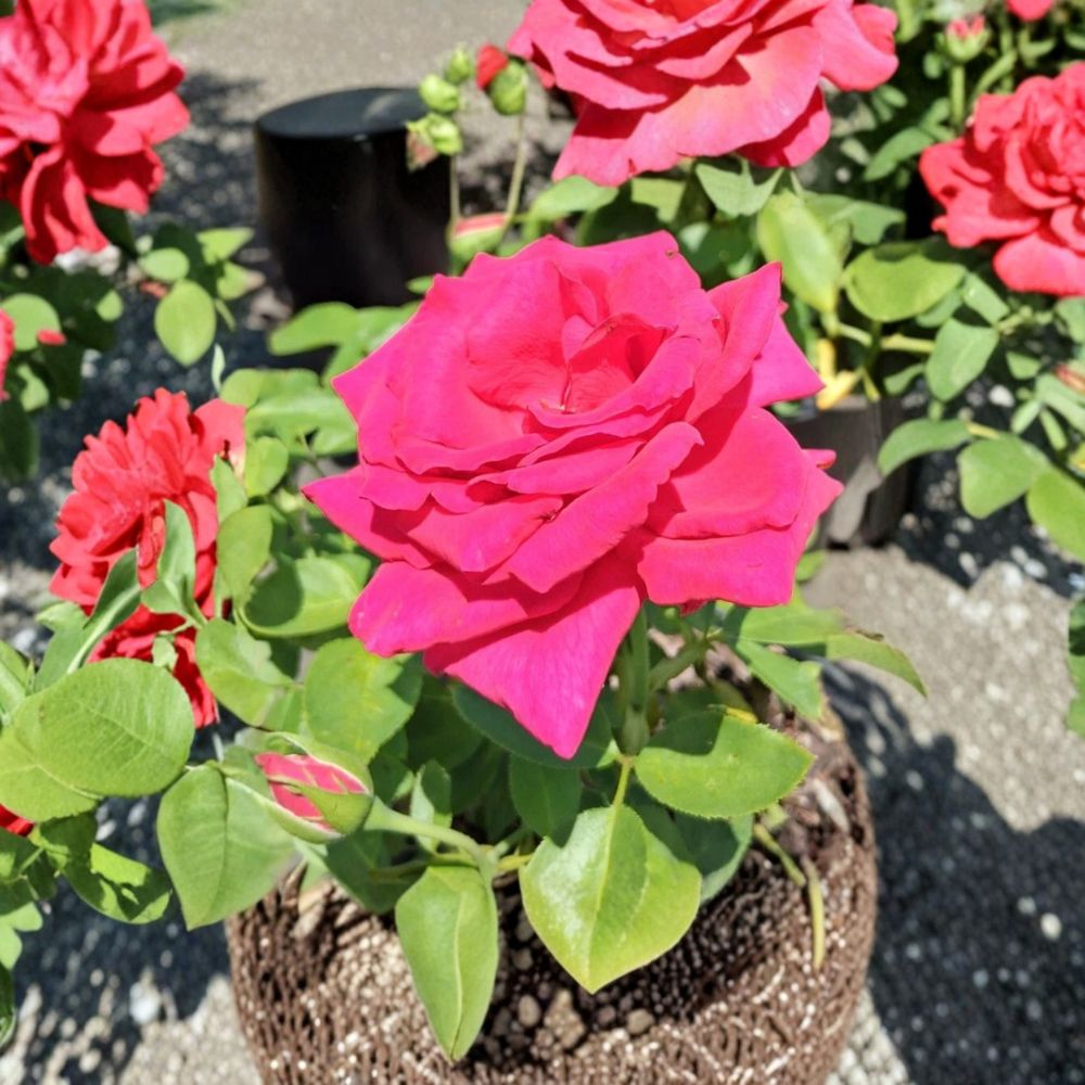 Voluptuous Hybrid Tea Rose Live Bush Plant - 3 Gallon Rooted Rose for Garden & Landscape
