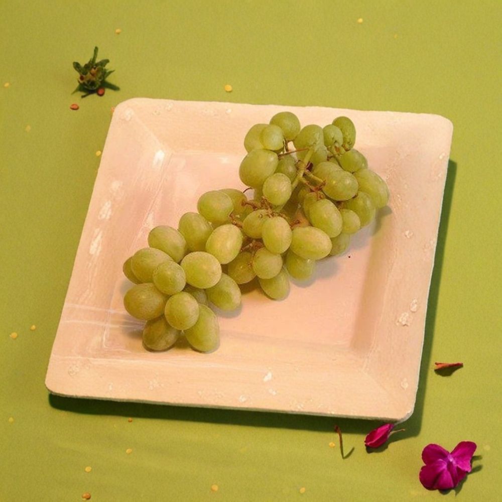 Chardonnay White Wine Grape Vine Live Plant | 3 Gallon Rooted Grapevine