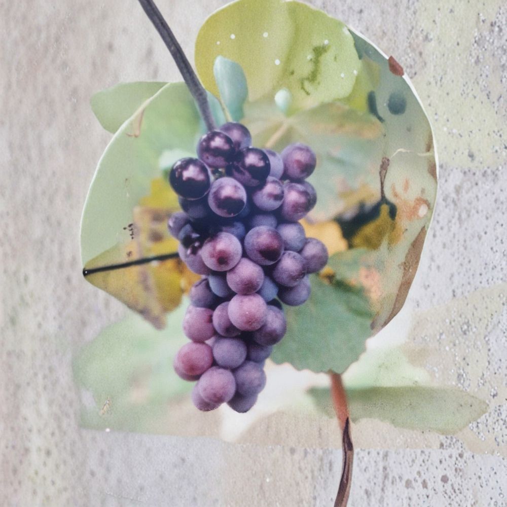 Champanel Grape Vine Live Plant | 3 Gallon | Sweet Red & Black Grapes | Vitis spp.
