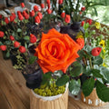 Marina Everblooming Floribunda Rose Live Bush Plant 5 Gallon - Rooted Rose for Garden & Landscape