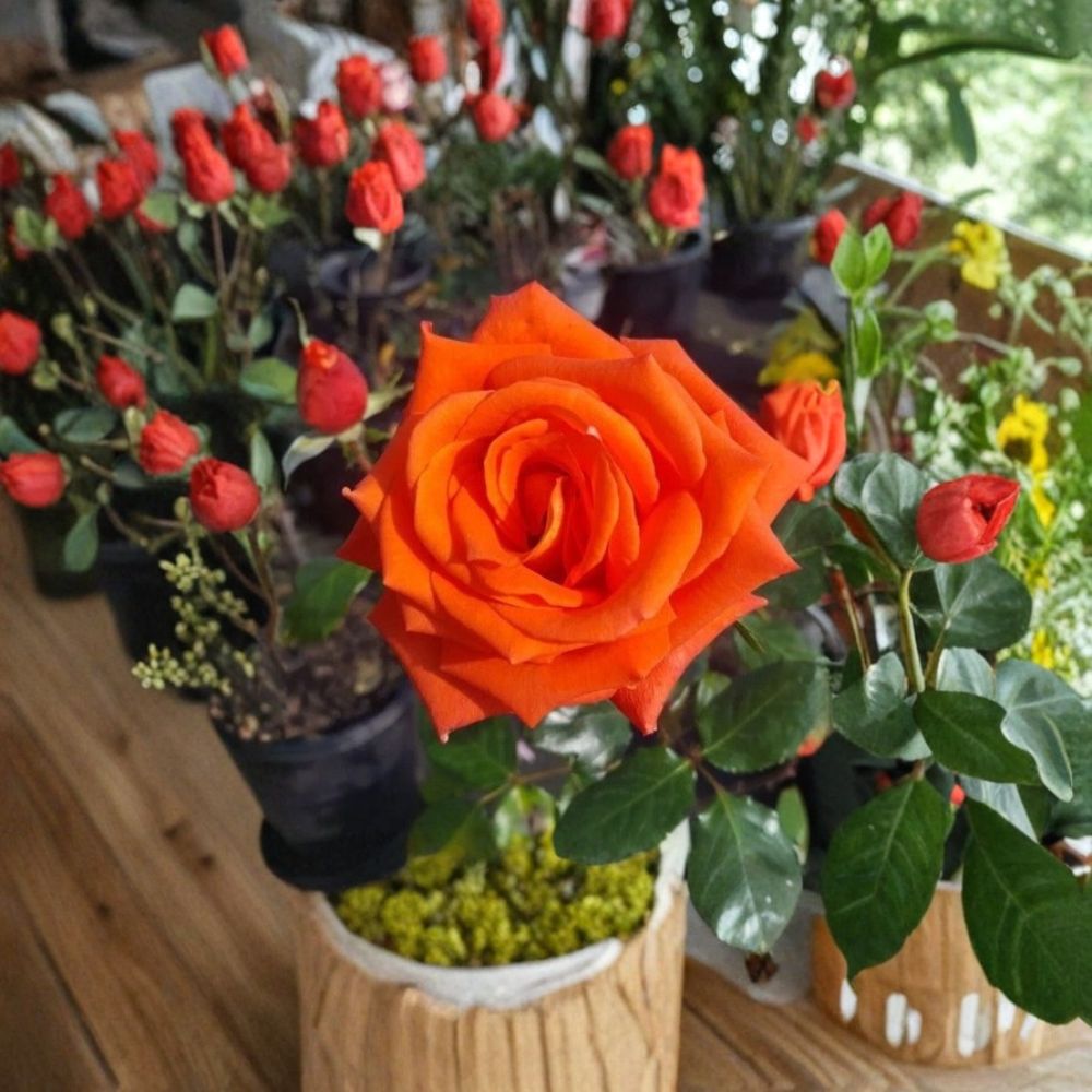 Marina Everblooming Floribunda Rose Live Bush Plant 5 Gallon - Rooted Rose for Garden & Landscape