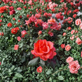 Ring of Fire Hybrid Tea Rose Live Bush Plant | 2 Gallon Rooted Rose