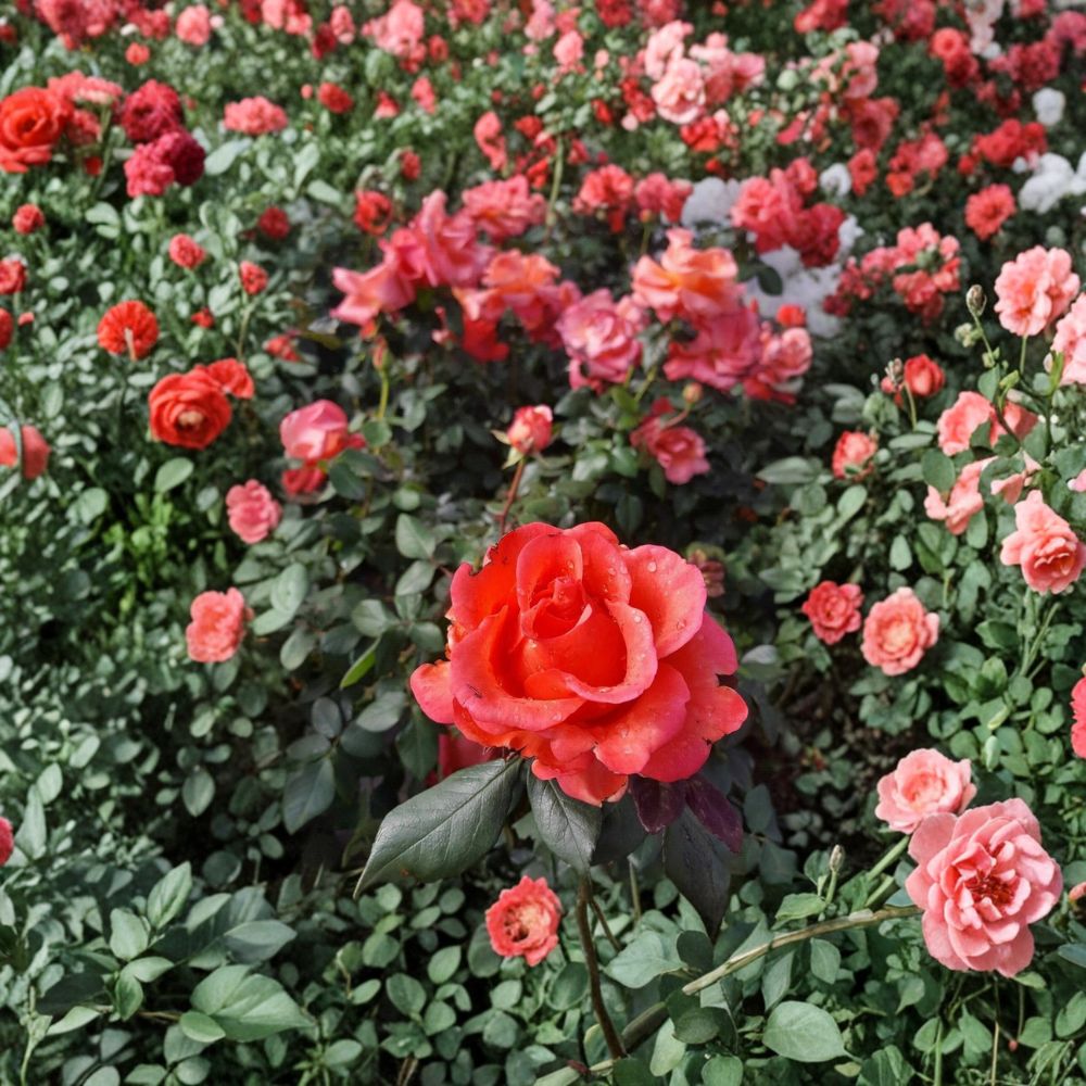 Ring of Fire Hybrid Tea Rose Live Bush Plant | 2 Gallon Rooted Rose