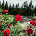 Climbing Don Juan Rose Live Plant | 5 Gallon Fragrant Red Climbing Rose