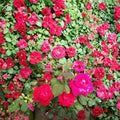 Double Knock Out® Red Rose – 3 Gallon Disease Resistant Shrub Rose with Continuous Blooms