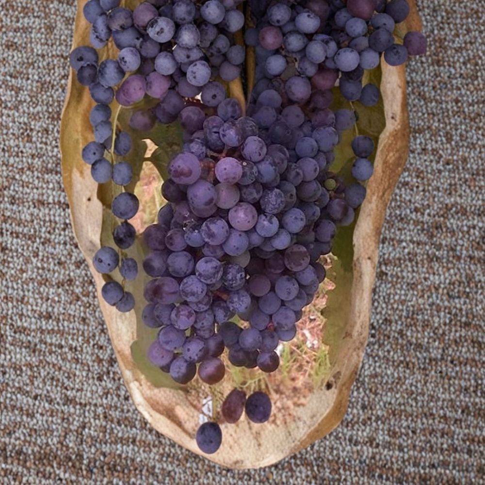 Zinfandel Wine Grape Vine – Vitis vinifera | 3 Gallon Live Plant | Self-Fertile Wine Grape Vine