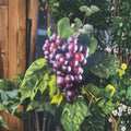 Black Supreme Muscadine Grape Vine Live Plant | 3 Gallon Rooted Vine for Backyard & Vineyard