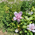 Double Flower Pink Althea Rose of Sharon – Hibiscus syriacus Live 3 Gallon Shrub