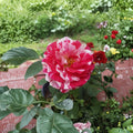 Scentimental Floribunda Rose - 3 Gallon Live Rose Bush with Red & White Striped Blooms