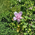 Double Flower Pink Althea Rose of Sharon Live Shrub Plant 3 Gallon