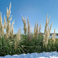 White Pampas Grass 1 Gallon Live Plant | Ornamental Grass with Large White Plumes