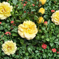 Julia Child® Floribunda Rose Live Plant | 2 Gallon | Award-Winning Butter Gold Rose
