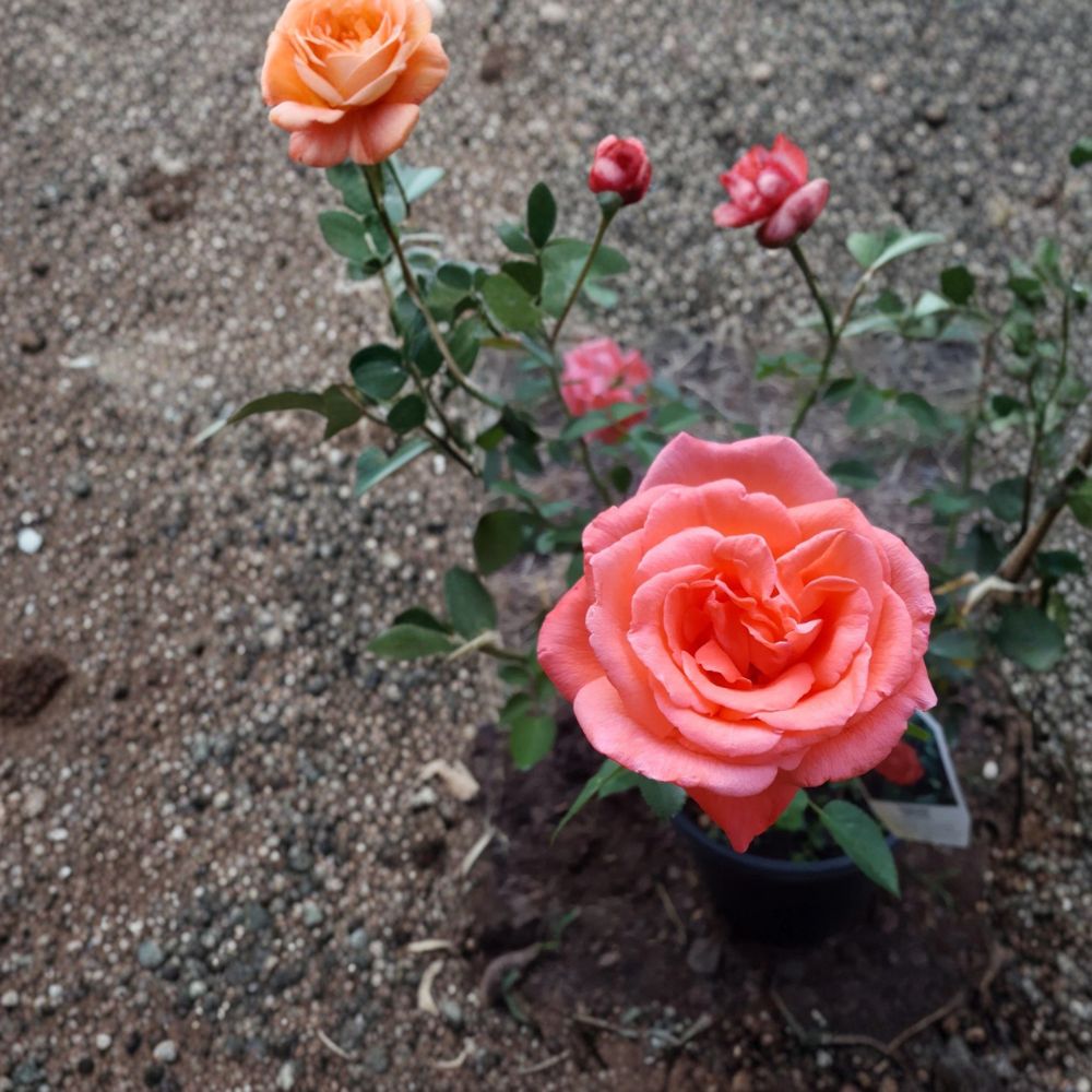 Tropicana Hybrid Tea Rose Live Plant | 1 Gallon | Vibrant Orange Blooms | Fragrant Garden Rose
