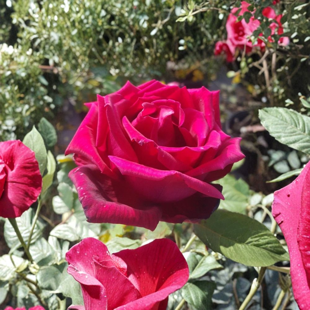 Traviata Hybrid Tea Rose Live Plant | 5 Gallon Fragrant Red Double Blooms
