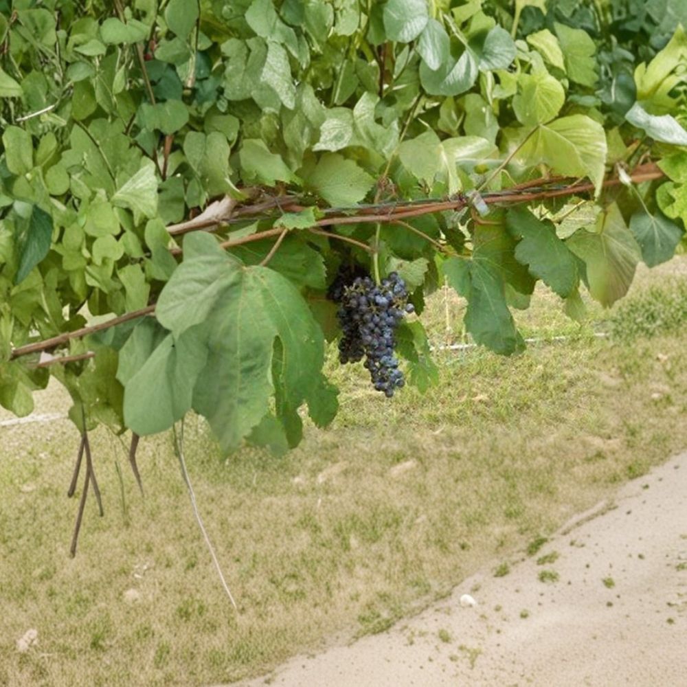 Black Manukka Seedless Grape Vine – 2 Gallon Live Vitis vinifera Plant | Self-Fertile Seedless Grapes