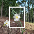 White Oleander Live Plant - Nerium oleander 3 Gallon | White Flowering Evergreen Shrub