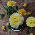Sunsprite Floribunda Rose Live Bush Plant | 2 Gallon Rooted Rose | Easy to Grow Flowering Shrub