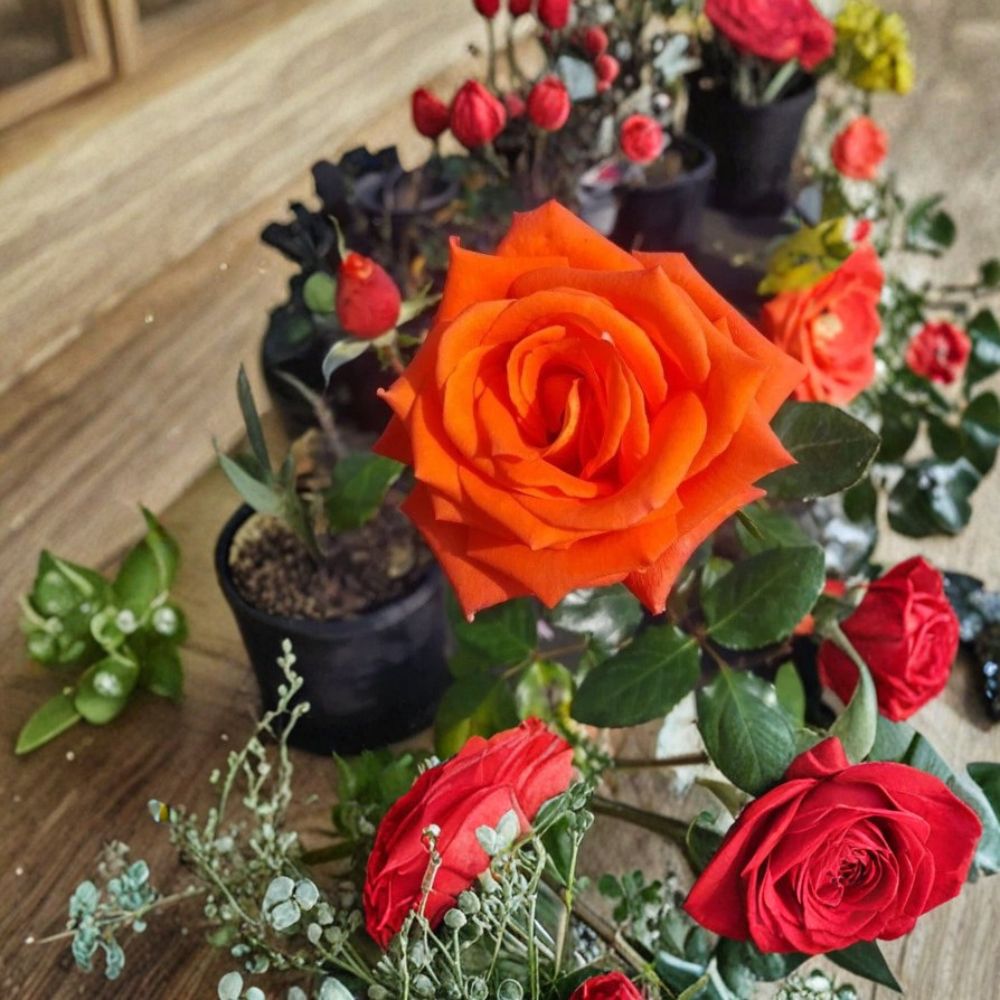 Marina Floribunda Rose Live Plant - 3 Gallon Salmon Orange Everblooming Rose Bush
