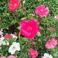 Red Knock Out® Rose Live Plant | 3 Gallon Cherry Red Flowering Shrub | EarthKind Disease Resistant