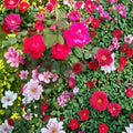 Double Knock Out® Red Rose Live Plant | 1 Gallon Disease Resistant Rose Bush