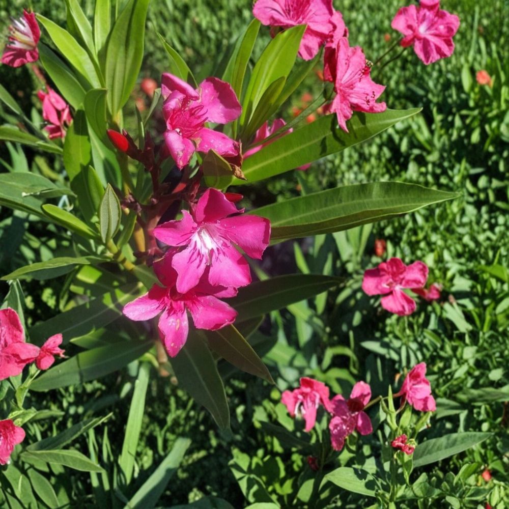 Pink Oleander Live Flowering Shrub 2 Gallon - Evergreen, Heat & Drought Tolerant