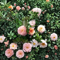 Apricot Drift® Rose Live Plant | 5 Gallon Groundcover Rose Bush | Disease Resistant Rosa hybrida