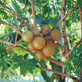 Light Scuppernong Muscadine Grape Vine – Vitis rotundifolia Live Plant | 4–6 Feet Tall | Bronze Muscadine Grapes