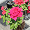Voluptuous Hybrid Tea Rose Live Plant | 3 Gallon Deep Pink Fuchsia Blooms