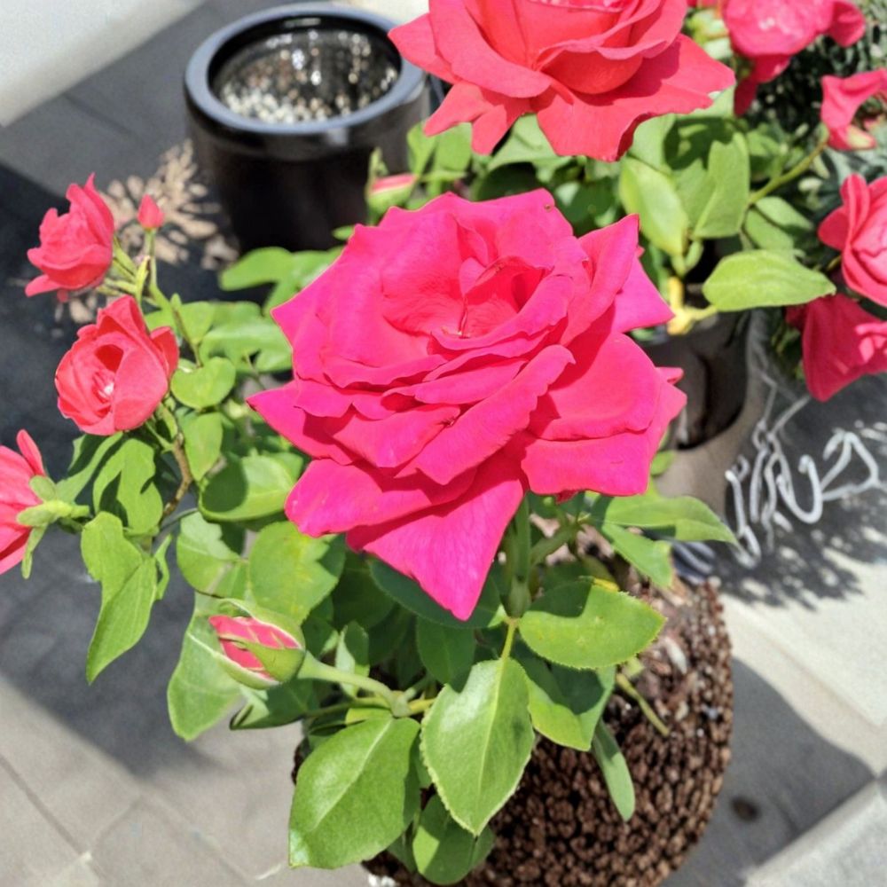 Voluptuous Hybrid Tea Rose Live Plant | 3 Gallon Deep Pink Fuchsia Blooms