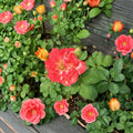 Pinata Rose Live Plant | 5 Gallon Yellow Orange Flowering Rose Bush | Rosa hybrida