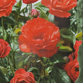 Impatient Floribunda Rose Live Bush Plant | 2 Gallon Rooted Rose for Garden & Landscape