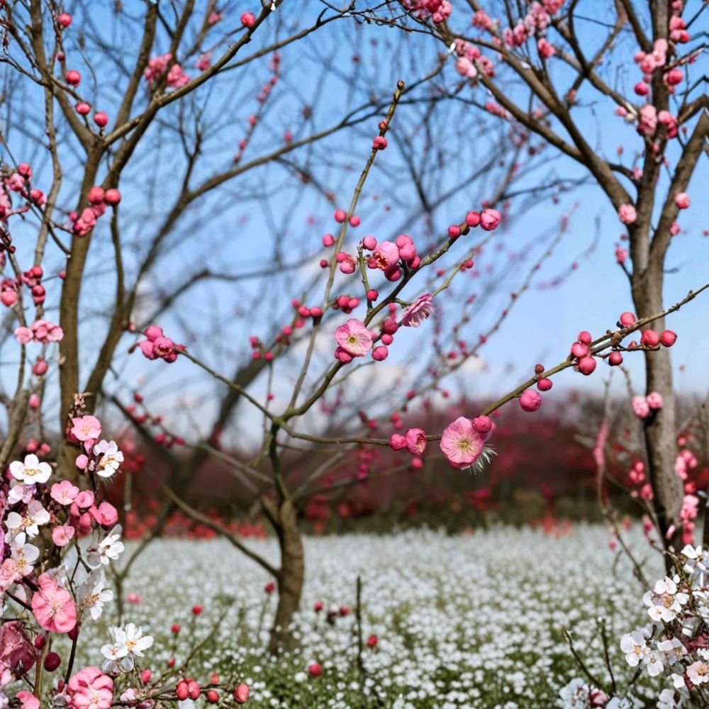 Mokel Japanese Flowering Apricot Tree – Prunus mume Bare Root, 30 Inches Tall, Pink Blossoms, Edible Fruit