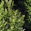 Night Blooming Jasmine Plant Set of 2 – Live Cestrum nocturnum, 4–13 Inch Tall, Fragrant Night Flowering Shrub