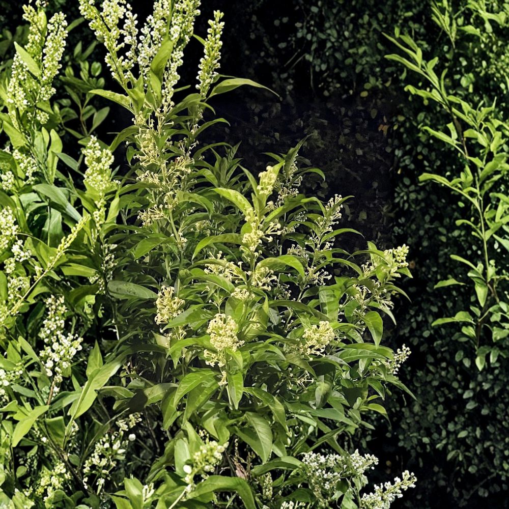 Night Blooming Jasmine Plant Set of 2 – Live Cestrum nocturnum, 4–13 Inch Tall, Fragrant Night Flowering Shrub