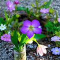 Oregon Geranium Seeds - 10 Purple Cranesbill Wildflower Seeds | Native Perennial Pollinator Plant