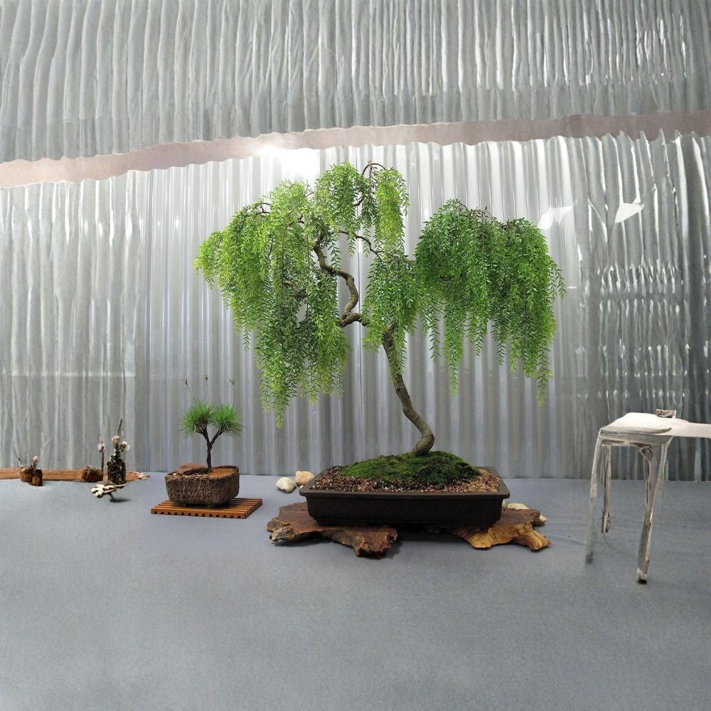 Dwarf Australian Weeping Willow Cutting - Salix Hybrid Bonsai Starter Live Tree Bare Root Indoor Outdoor