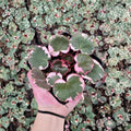 Strawberry Begonia Saxifraga stolonifera Live Plants - 4 Starters in 2 Inch Pots