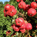 Giant Star Chinese Hawthorn Tree – Crataegus pinnatifida Bare Root | Edible Large Fruit Shan Zha