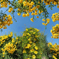 Yellow Jasmine Plant – Gelsemium sempervirens Live Starter | Carolina Jessamine Vine