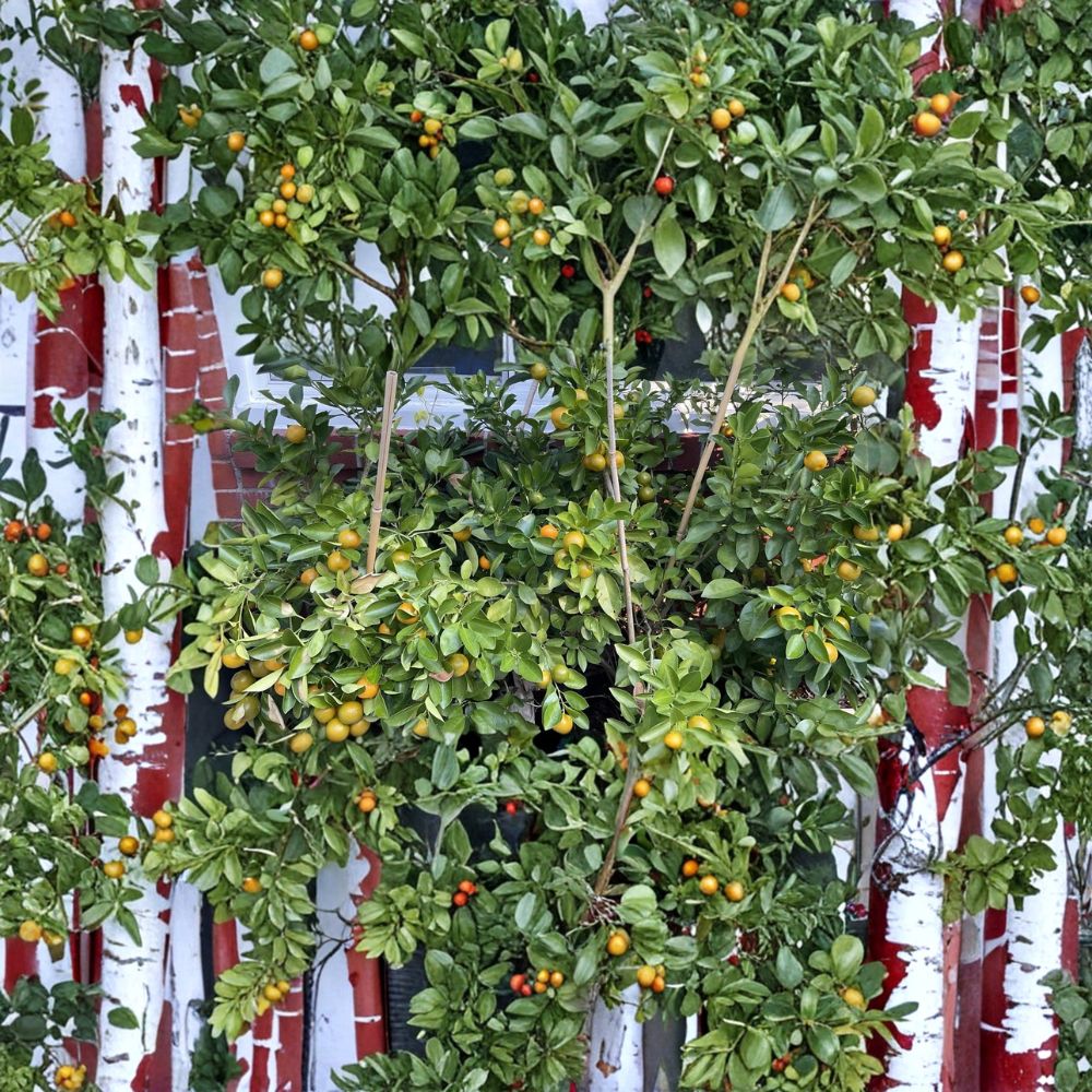 Calamansi Tree – Calamondin Citrus Live Plant | 2–3 Inch Rooted Starter | Indoor Outdoor Fruit Tree