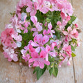 Fragrant Light Pink Geranium Cuttings - 3 Fresh Pelargonium Cuttings for Rooting & Grafting