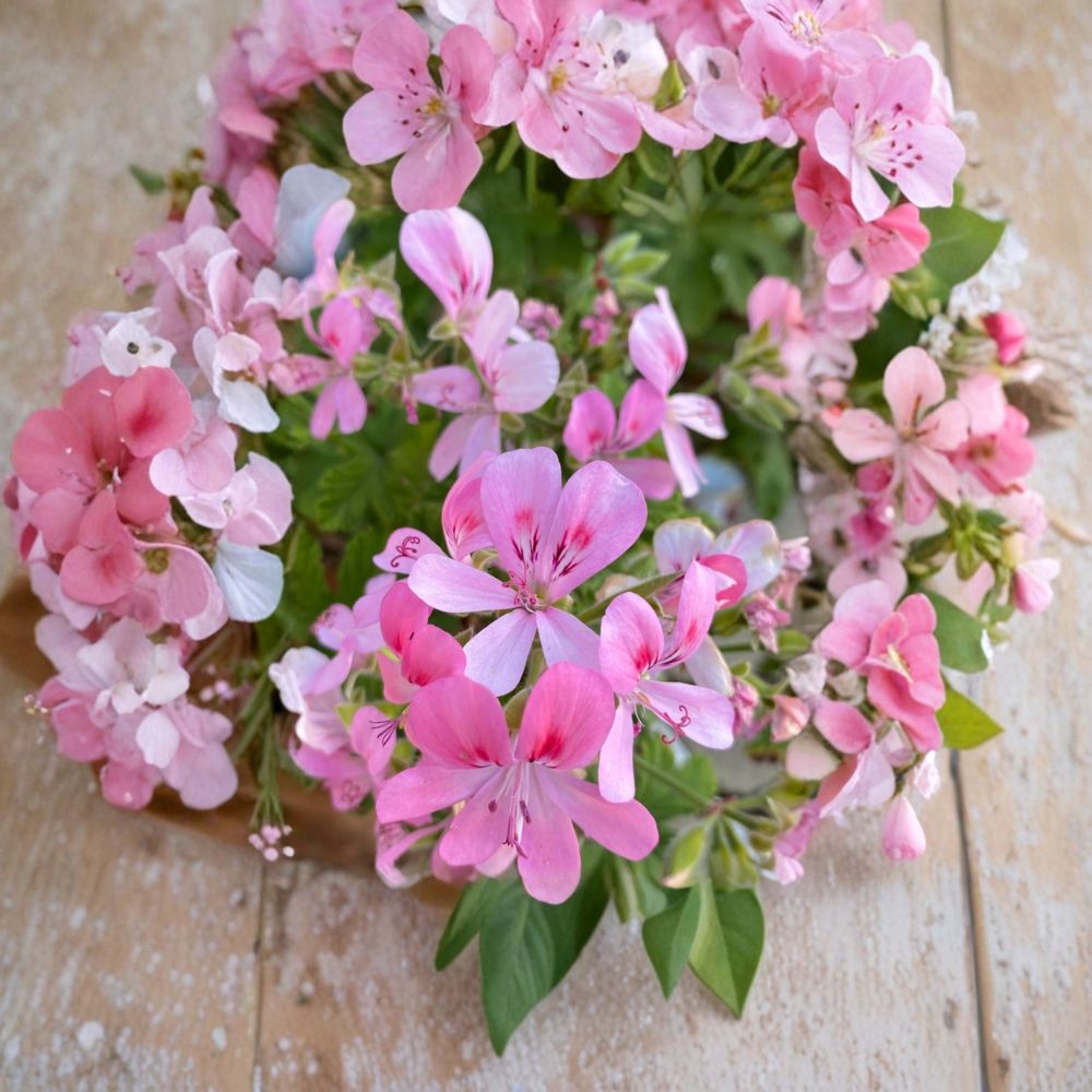 Fragrant Light Pink Geranium Cuttings - 3 Fresh Pelargonium Cuttings for Rooting & Grafting