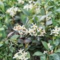Asiatic Jasmine Minima Plant – Trachelospermum asiaticum Evergreen Groundcover in Quart Pot